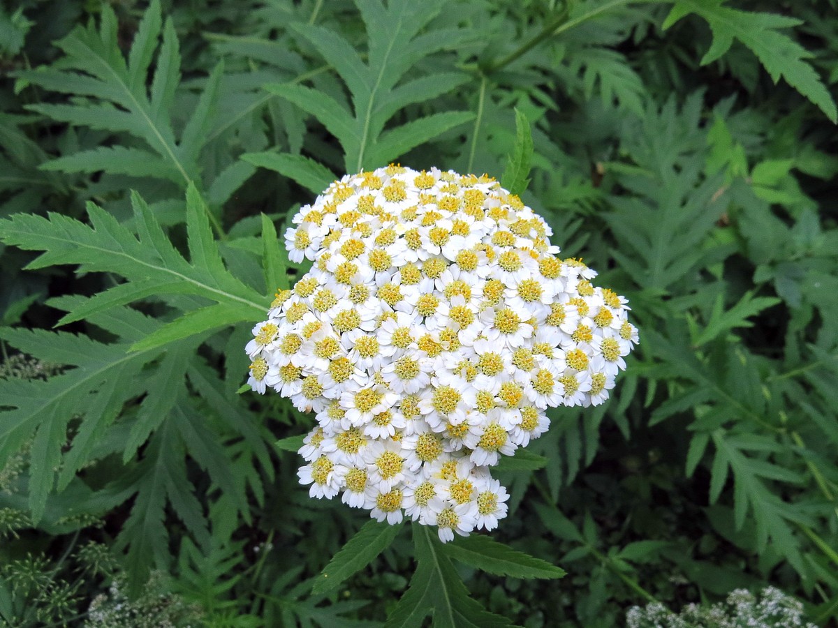 Изображение особи Pyrethrum macrophyllum.