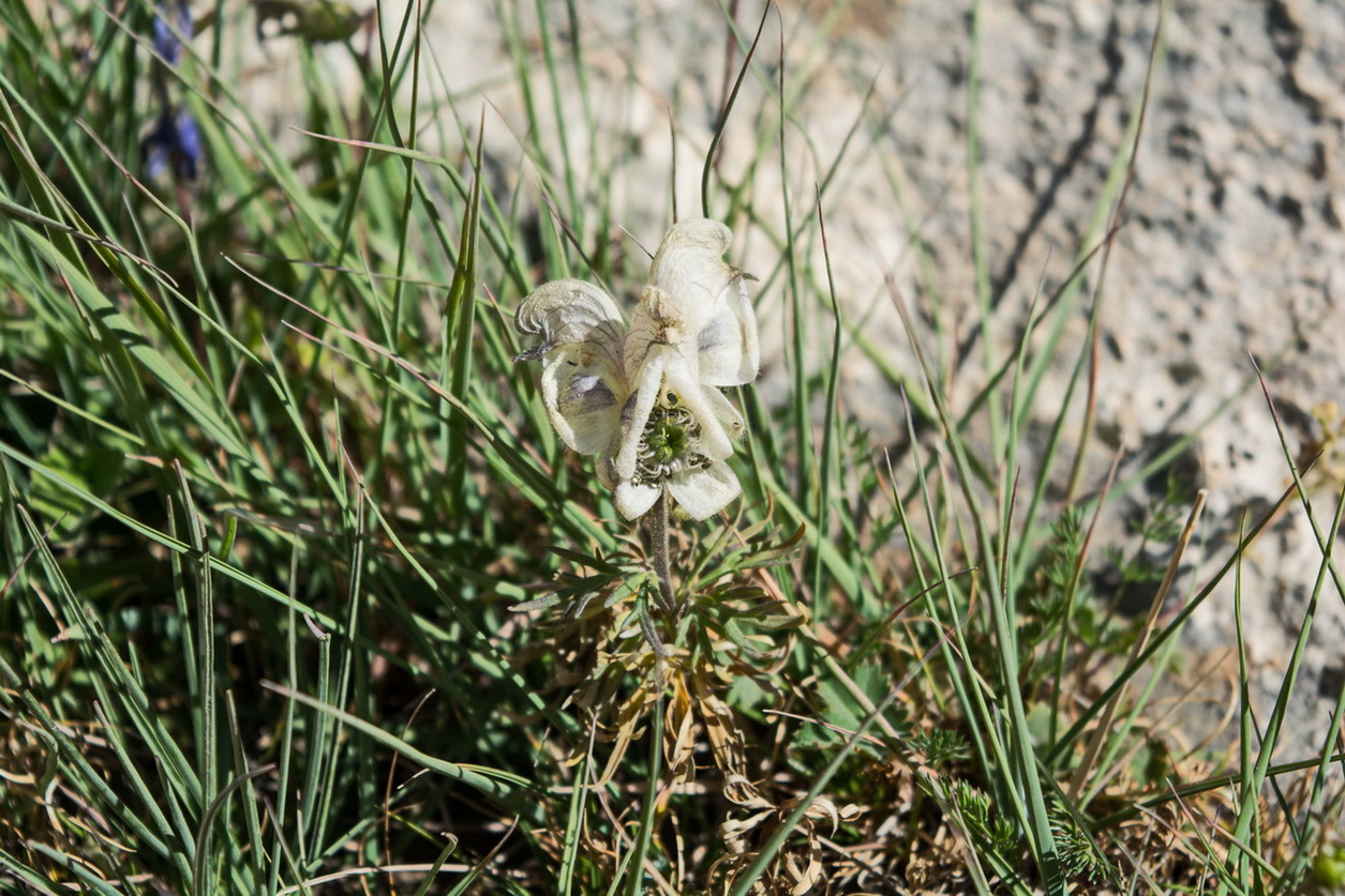 Image of Aconitum confertiflorum specimen.