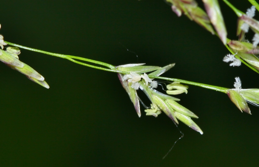 Image of Glyceria triflora specimen.