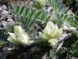 Oxytropis pallasii