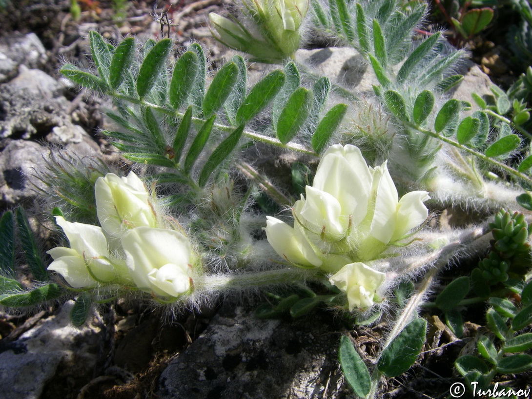 Изображение особи Oxytropis pallasii.