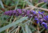 Salvia tesquicola