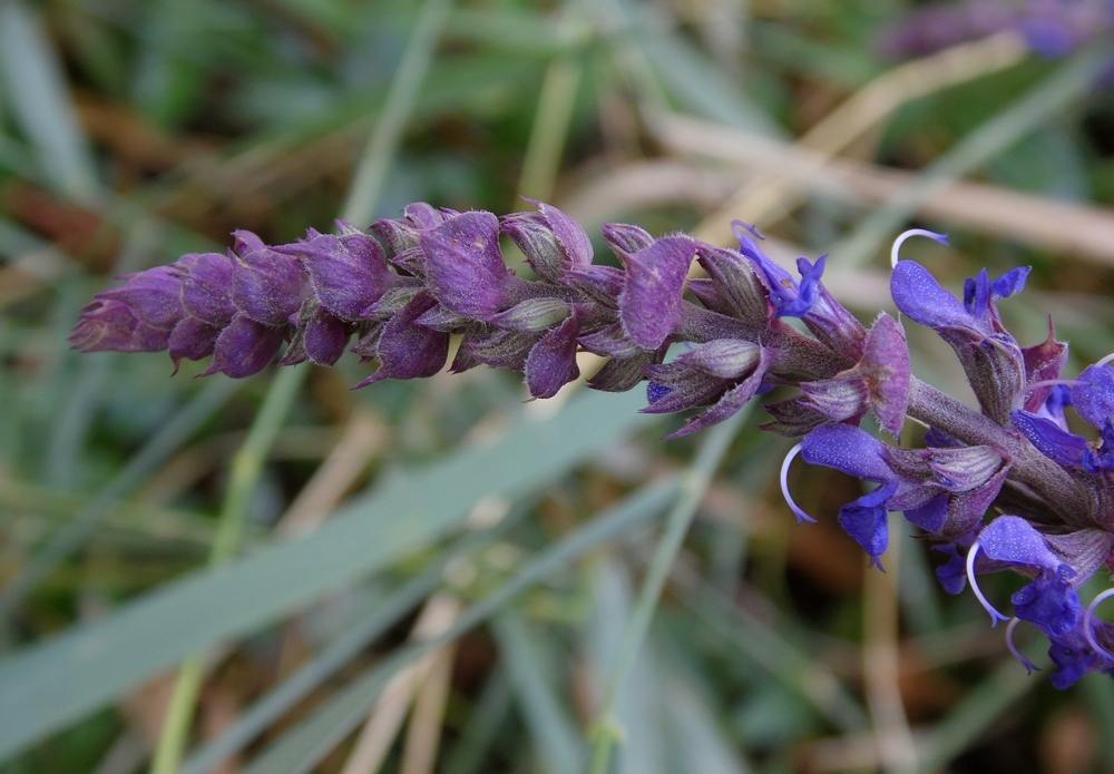 Изображение особи Salvia tesquicola.