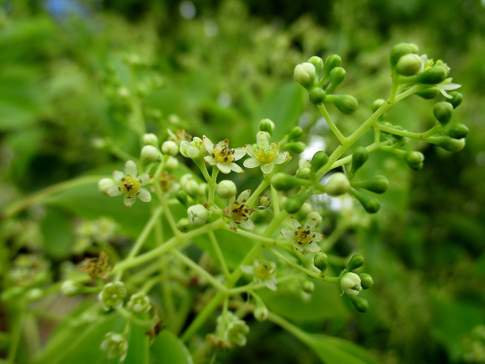 Image of Cinnamomum camphora specimen.