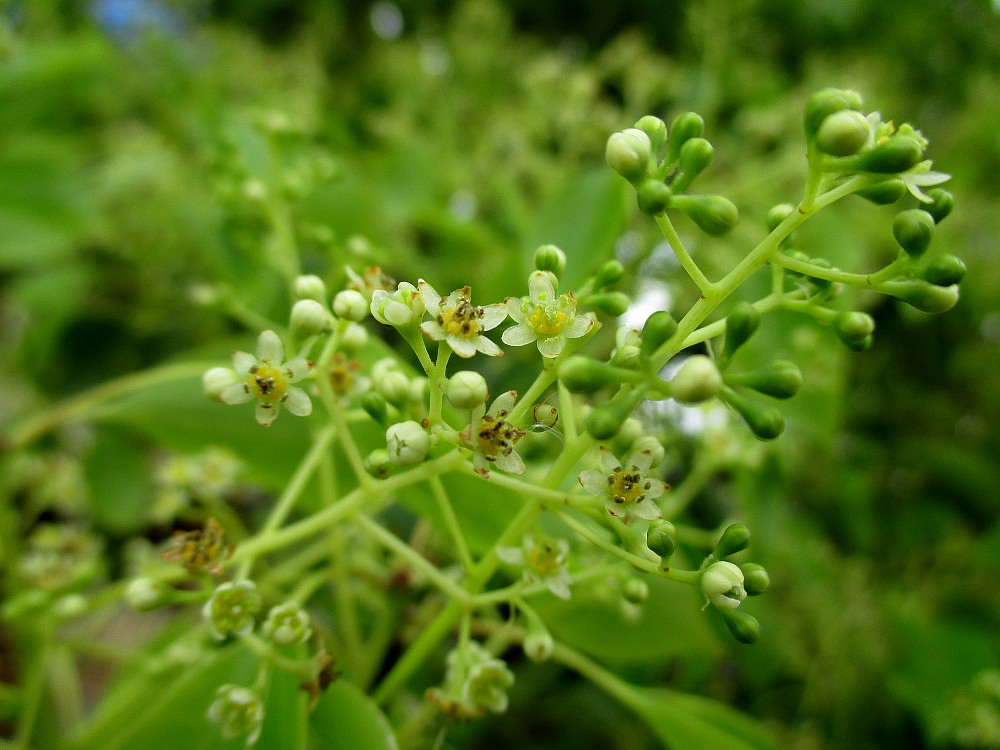 Изображение особи Cinnamomum camphora.