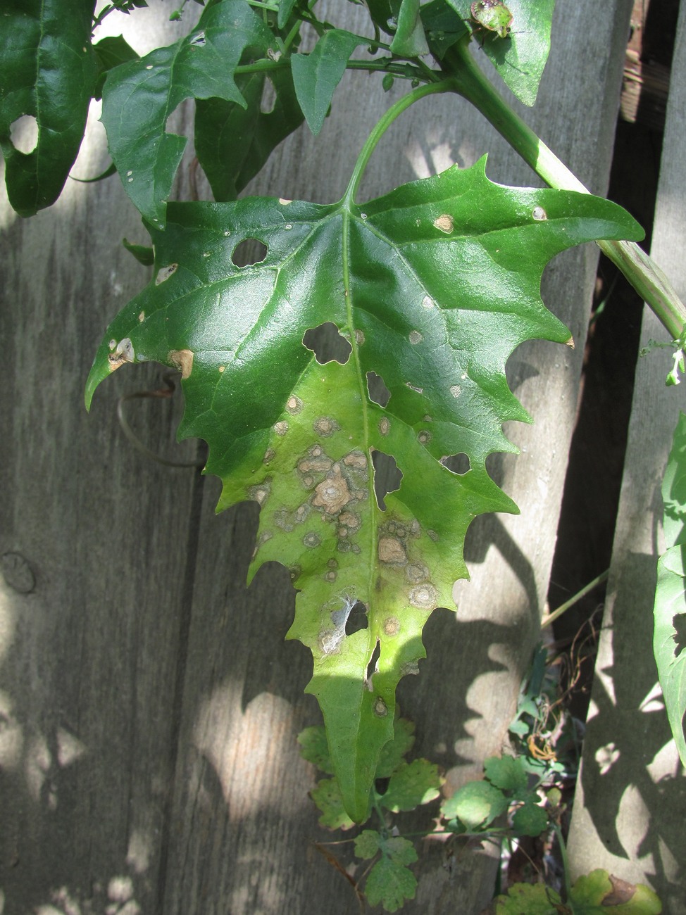 Image of Atriplex sagittata specimen.