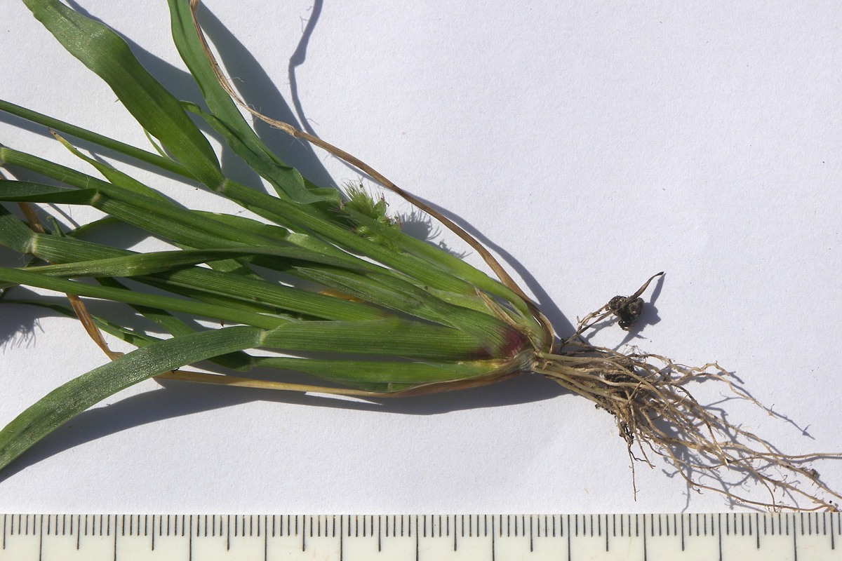 Image of Setaria pumila specimen.