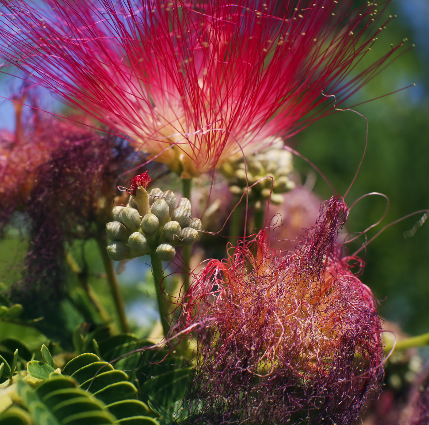 Изображение особи Albizia julibrissin.