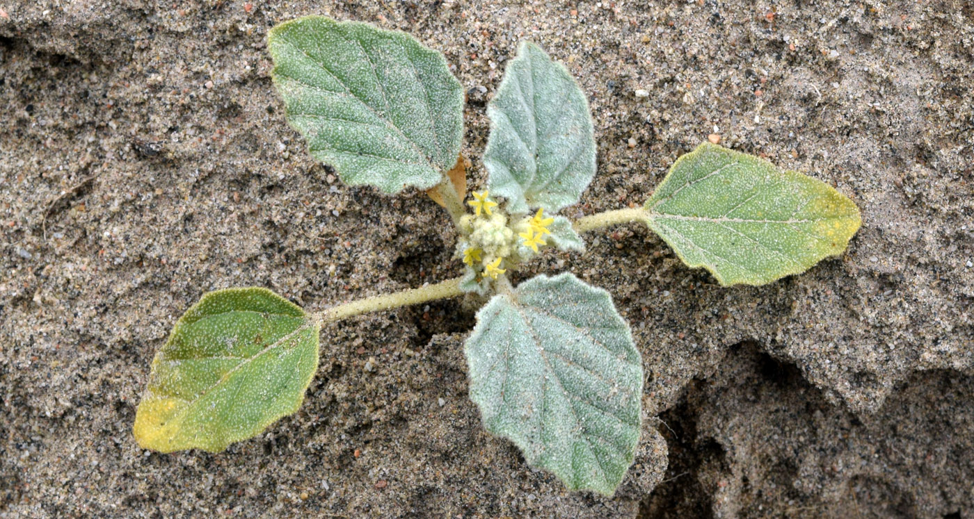 Image of Chrozophora cordifolia specimen.