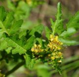 Rorippa palustris