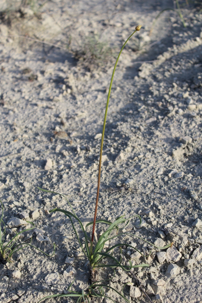 Изображение особи Allium scabriscapum.