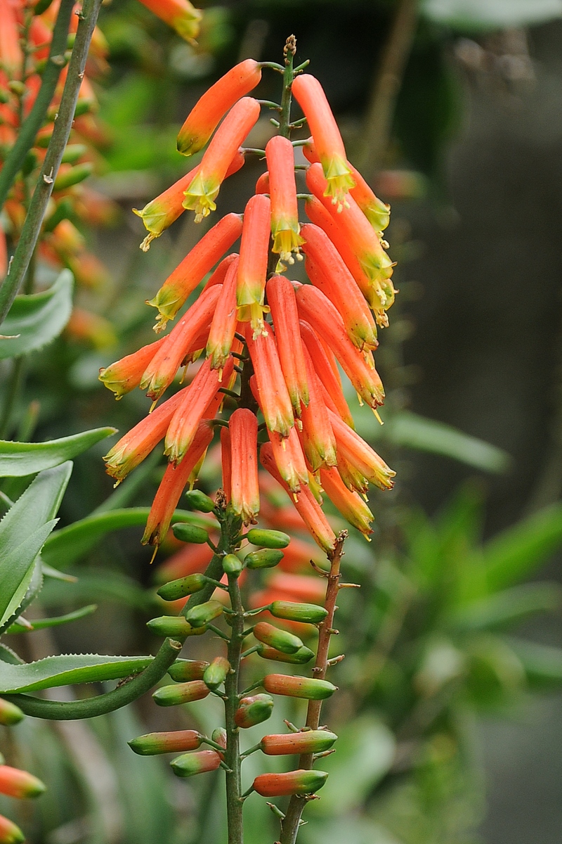 Image of Aloe ciliaris specimen.
