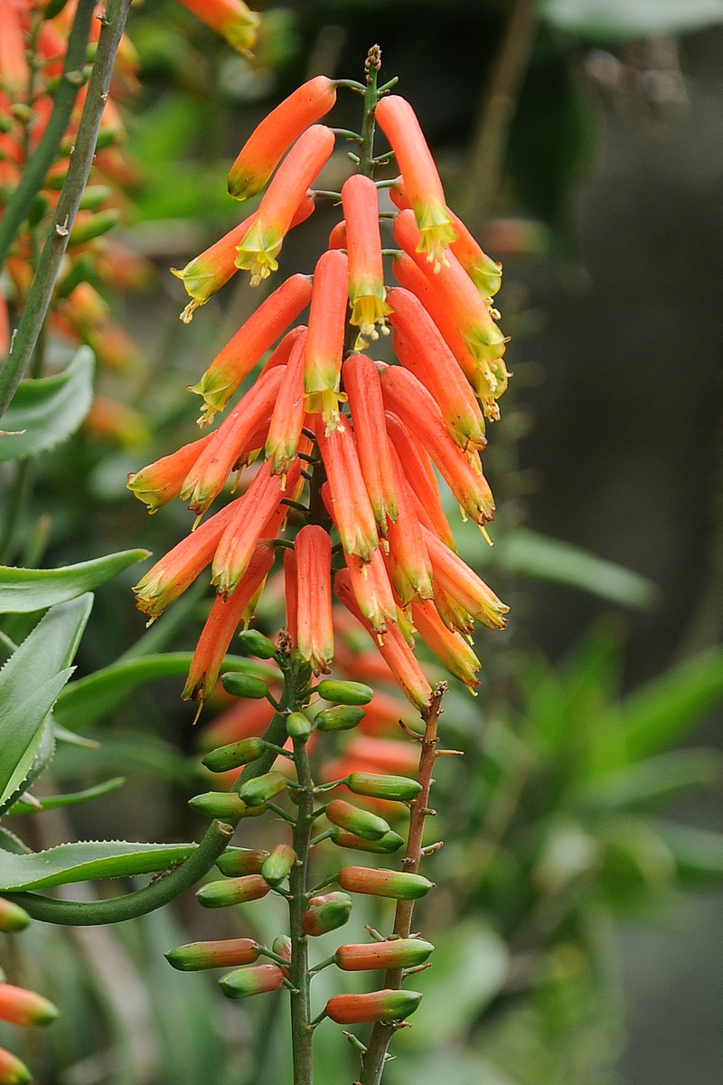 Изображение особи Aloe ciliaris.