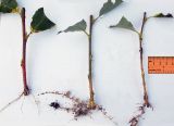 Salix cardiophylla