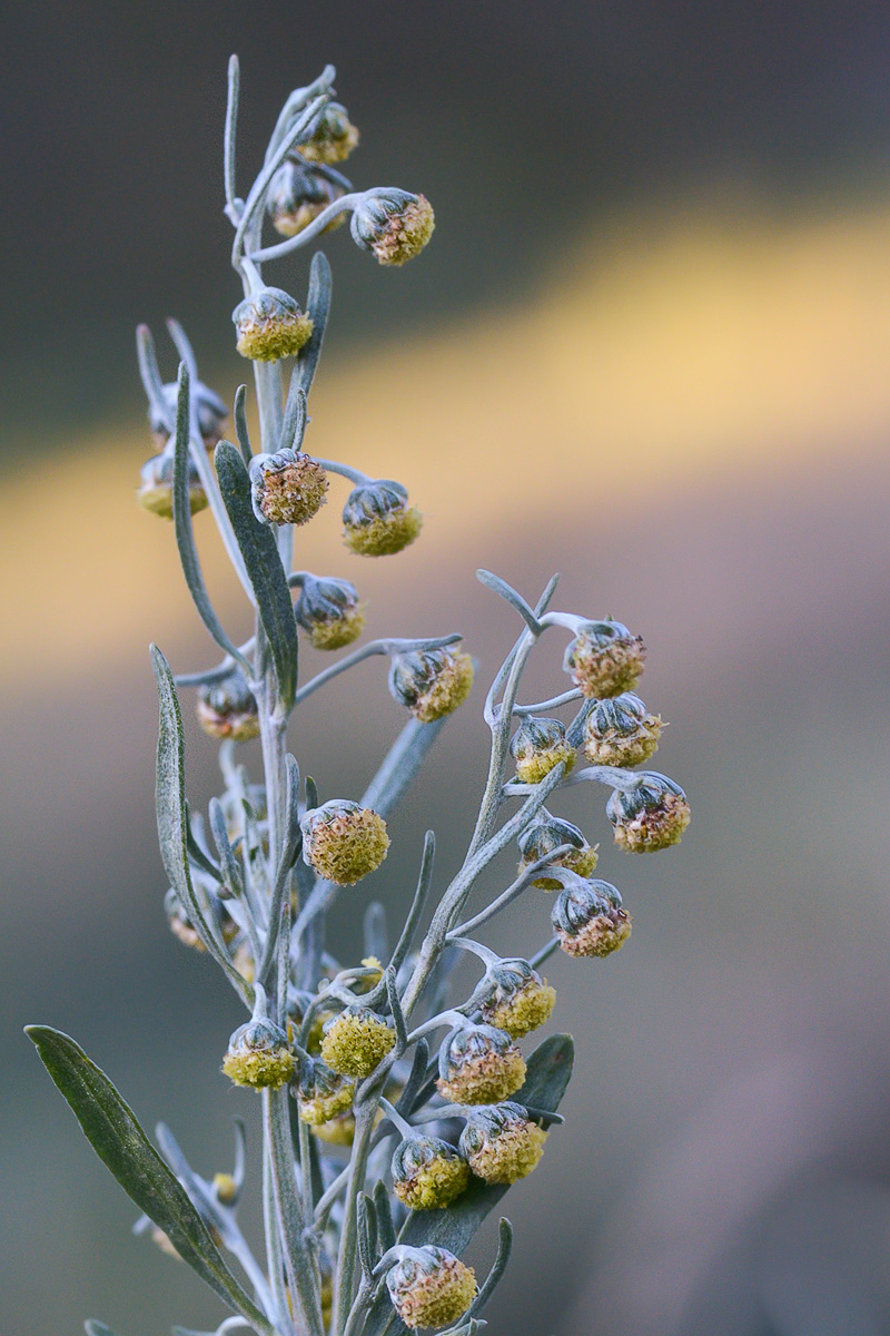 Image of genus Artemisia specimen.