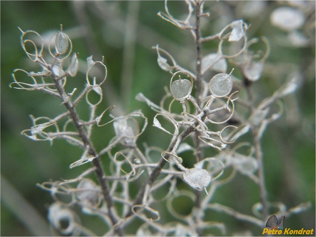 Image of Odontarrhena savranica specimen.