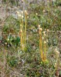 Parnassia kotzebuei