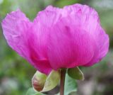 Paeonia daurica. Цветок. Крым, Бахчисарайский р-н, окр. с. Трудолюбовка, гора Кызыл-Чагир, грабово-дубовый лес. 05.05.2010.