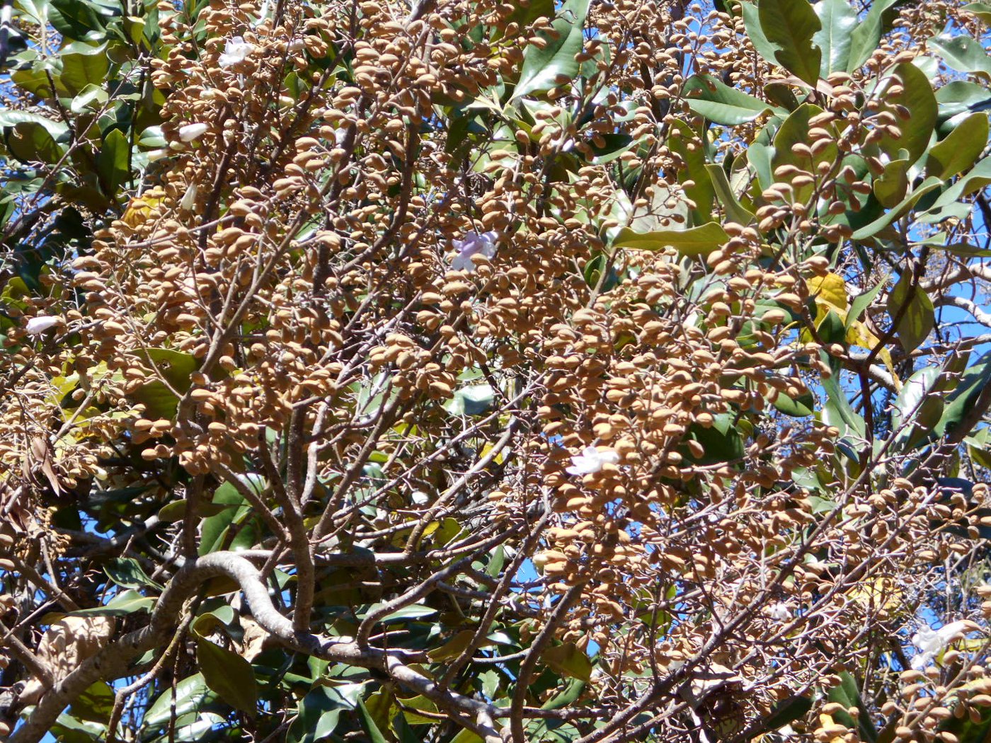 Image of familia Bignoniaceae specimen.