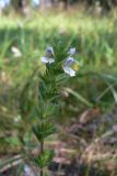 Euphrasia hirtella