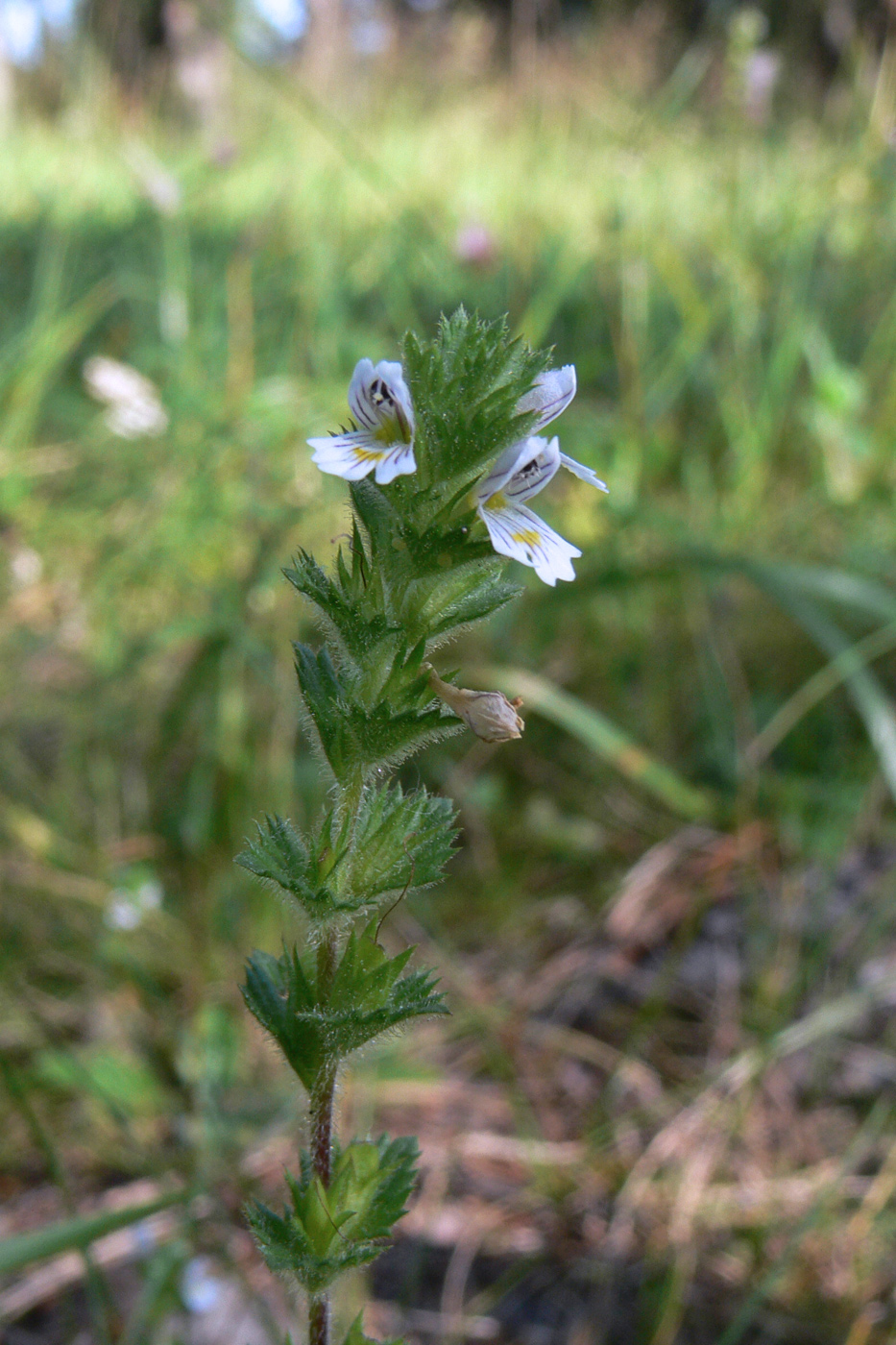 Изображение особи Euphrasia hirtella.