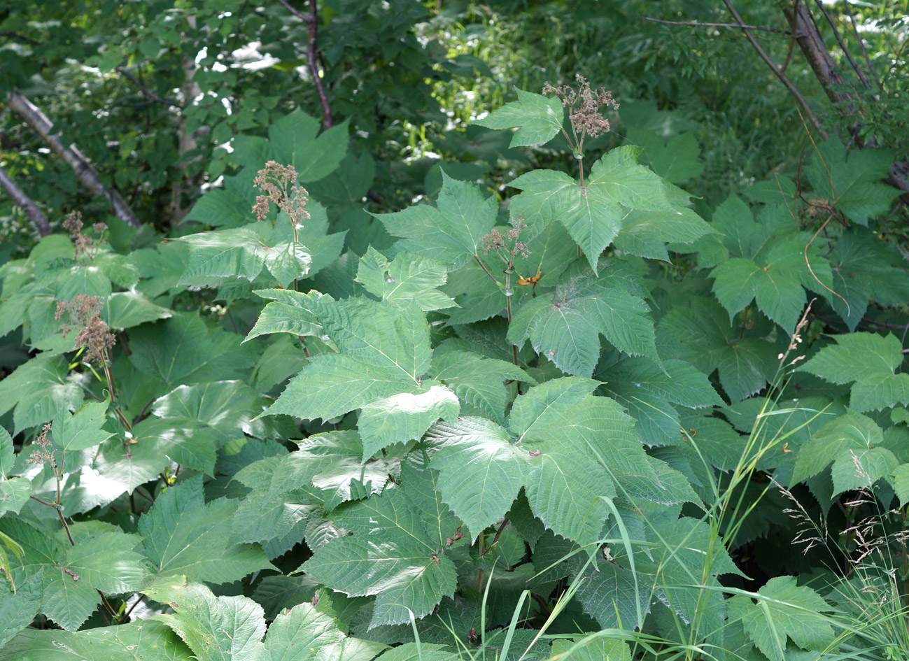 Изображение особи Filipendula camtschatica.