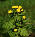 Pyrethrum parthenium