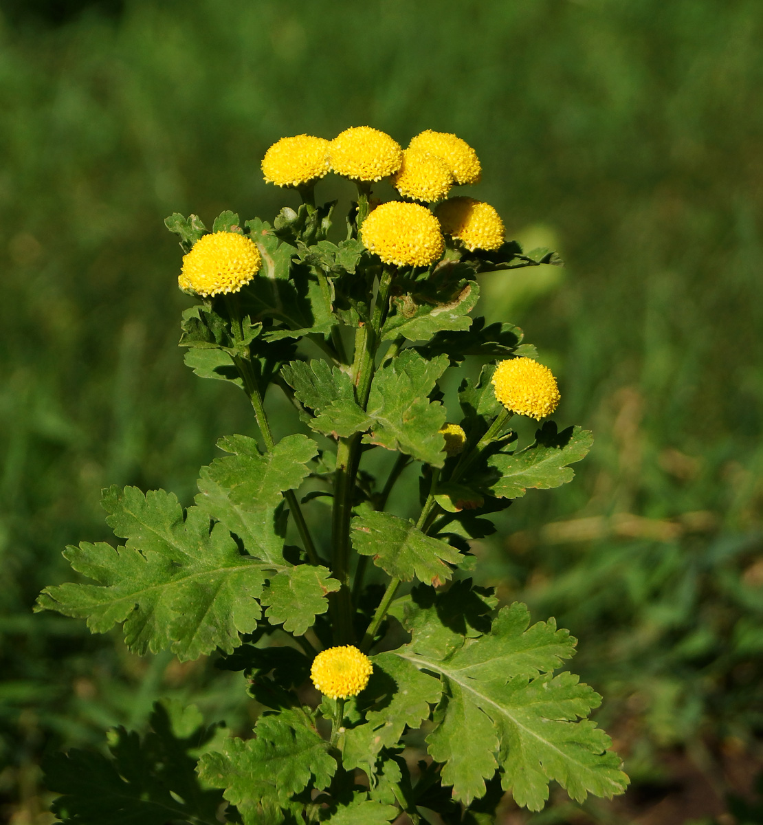 Изображение особи Pyrethrum parthenium.