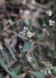 familia Asteraceae. Цветущее растение. Китай, пров. Гуандун, р-н Шаогуань, геопарк \"Дансия\", лес. 18.10.2017.