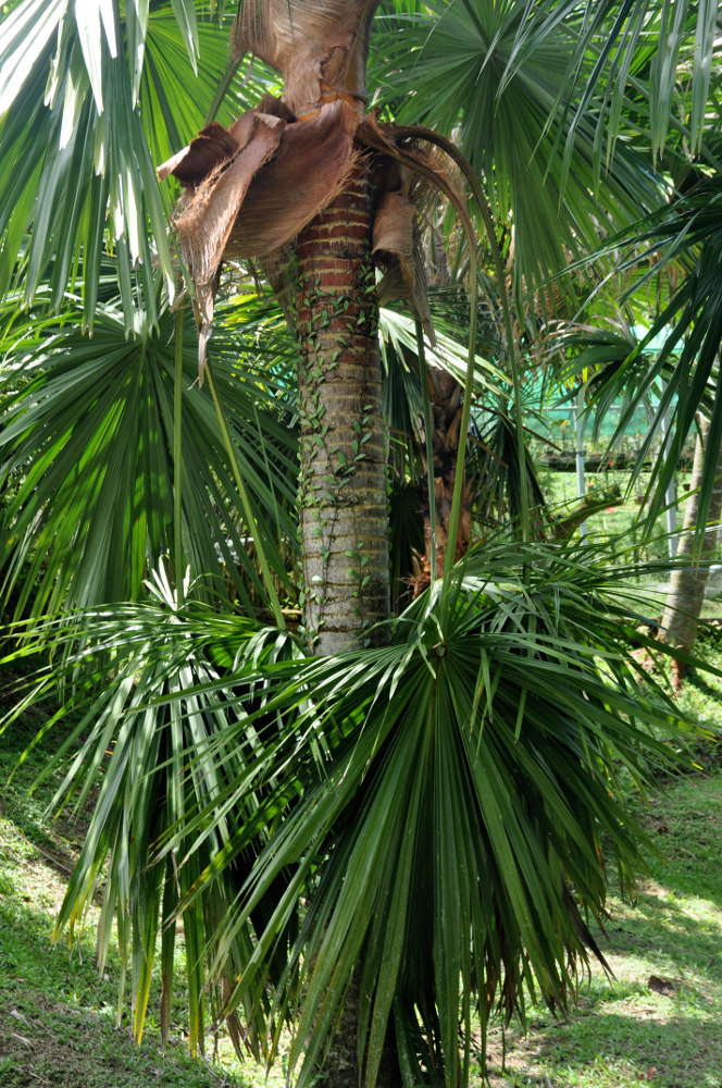 Image of Saribus rotundifolius specimen.