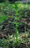 Polygonatum verticillatum