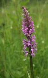 Dactylorhiza fuchsii