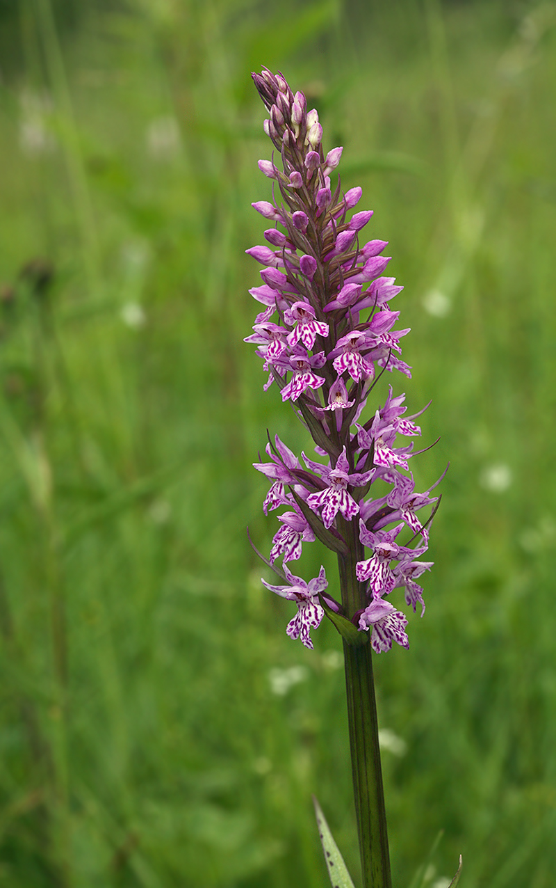 Image of Dactylorhiza fuchsii specimen.