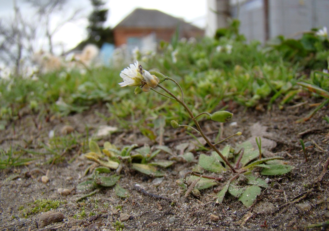 Изображение особи Erophila verna.