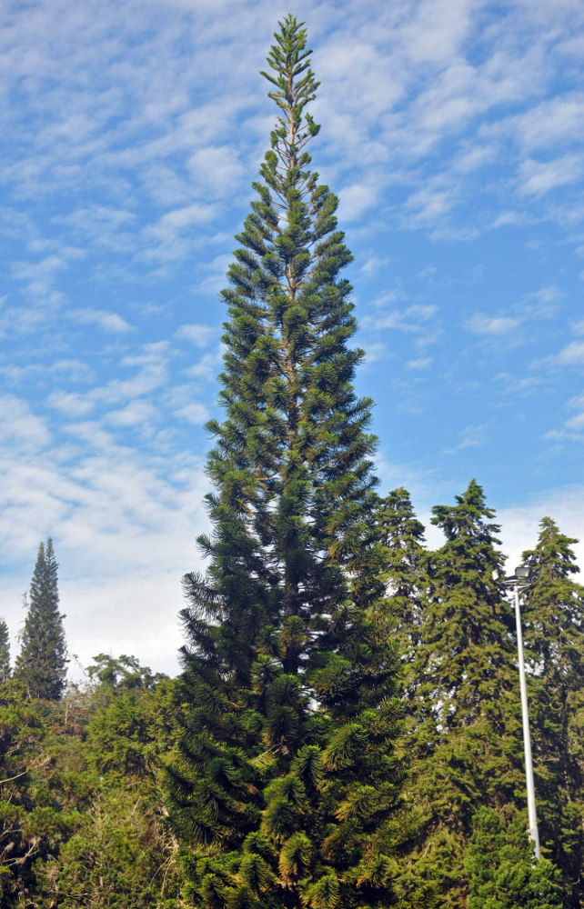 Image of Araucaria heterophylla specimen.