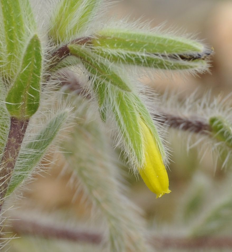 Image of Onosma graeca specimen.