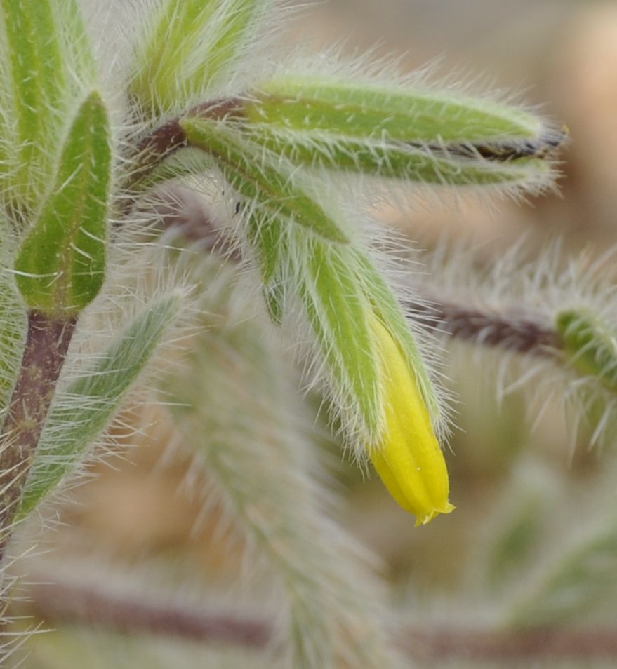 Изображение особи Onosma graeca.