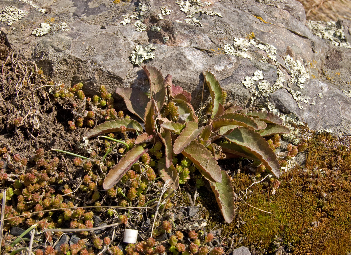 Image of genus Veronica specimen.