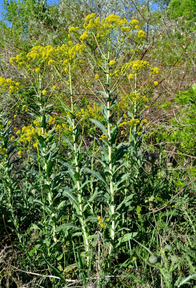 Изображение особи Isatis campestris.