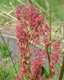 Rumex thyrsiflorus. Соцветия. Якутия, Мирнинский р-н, окр. пос. Светлый, берег р. Вилюй. 21.06.2009.