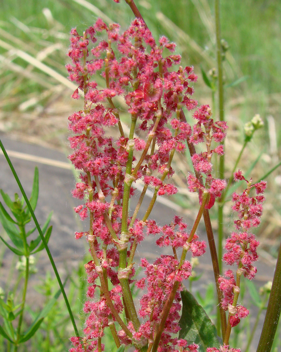 Изображение особи Rumex thyrsiflorus.