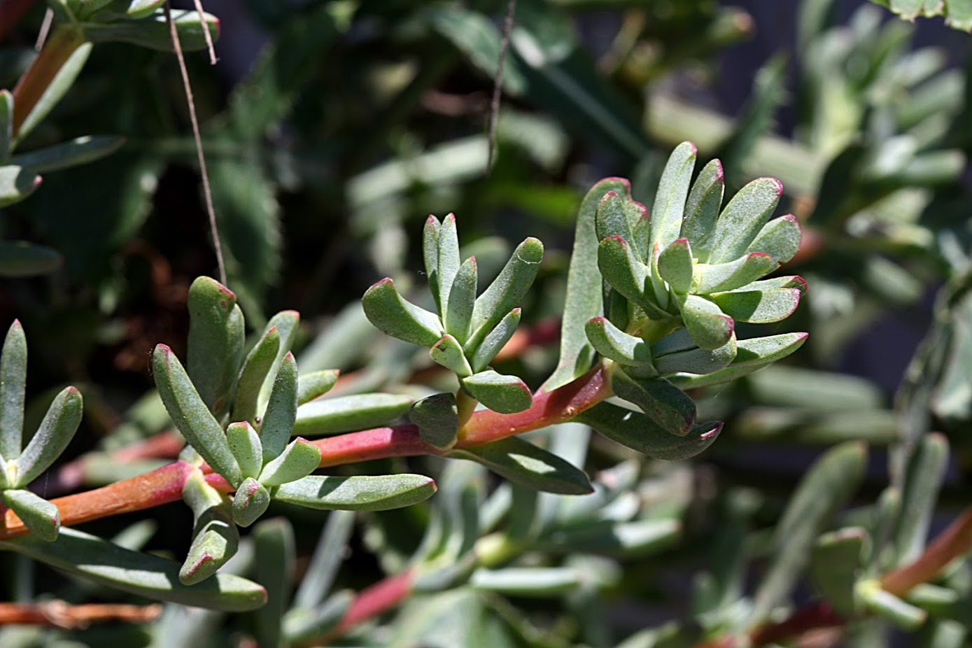 Изображение особи семейство Aizoaceae.