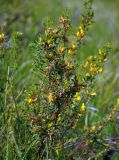 Chamaecytisus ruthenicus