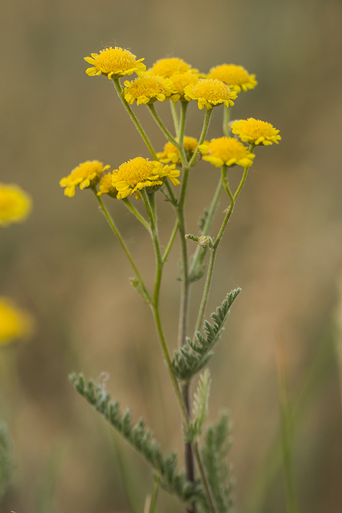 Изображение особи Tanacetum millefolium.