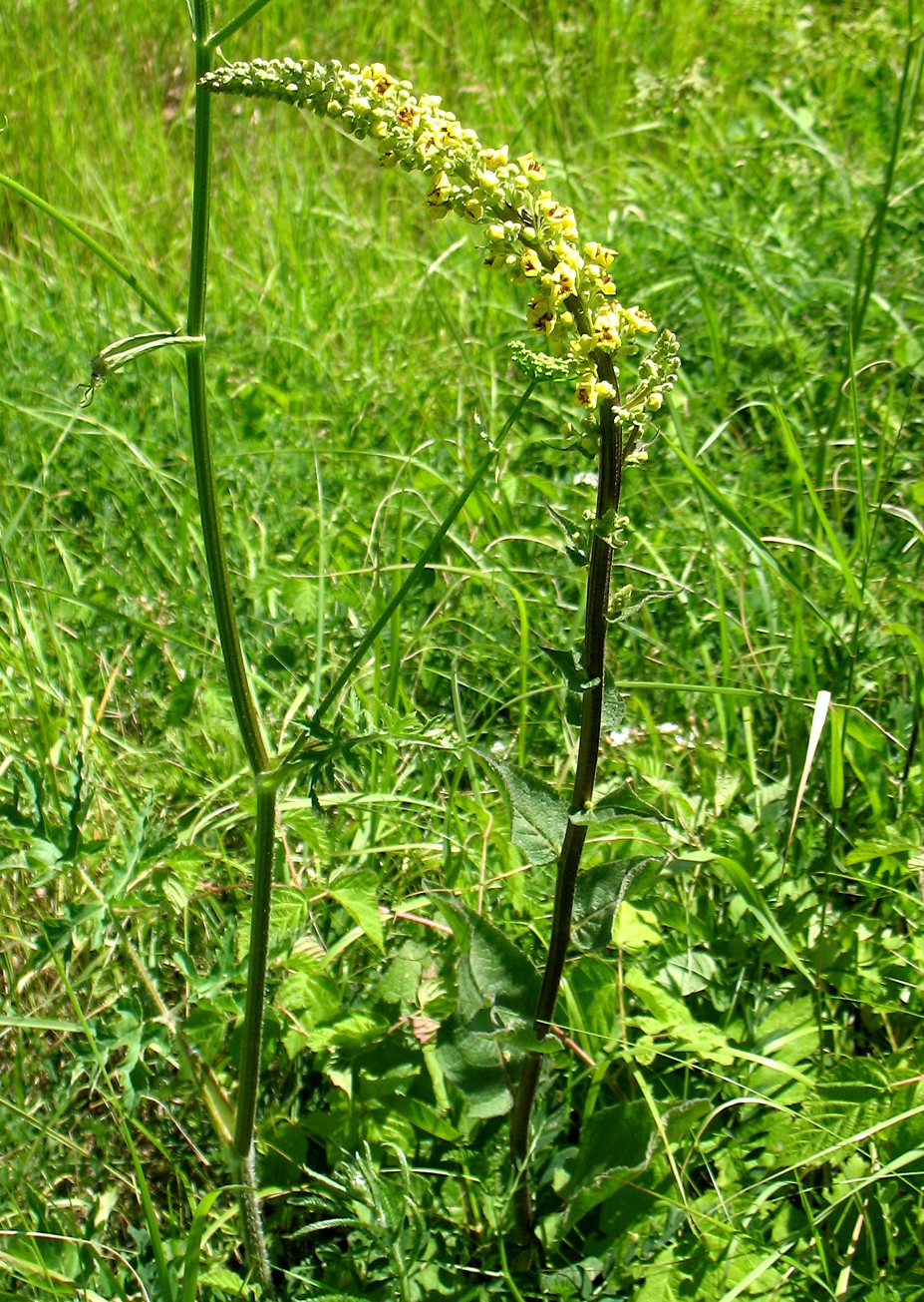 Изображение особи Verbascum nigrum.