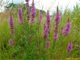 Lythrum salicaria