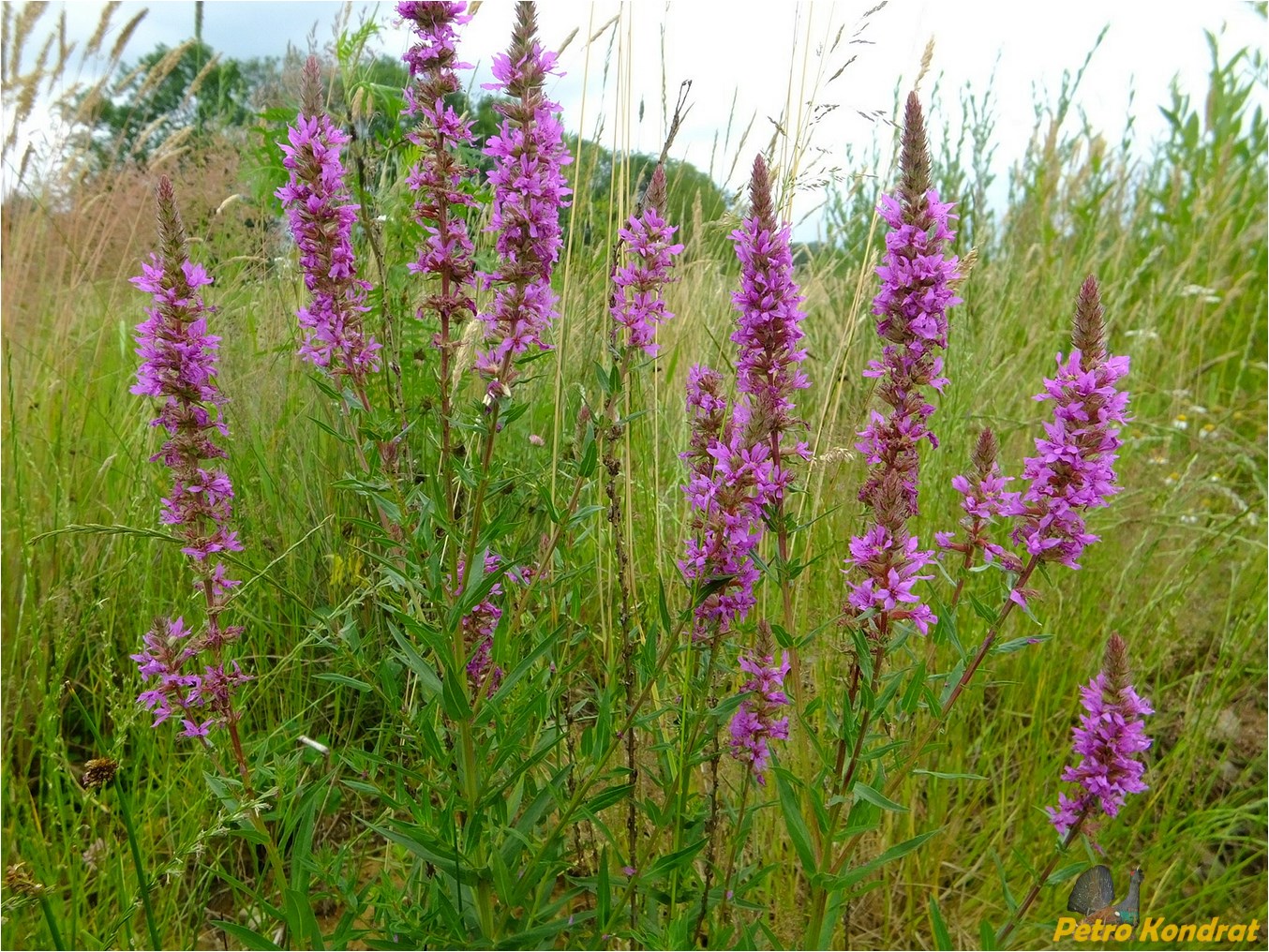 Image of Lythrum salicaria specimen.