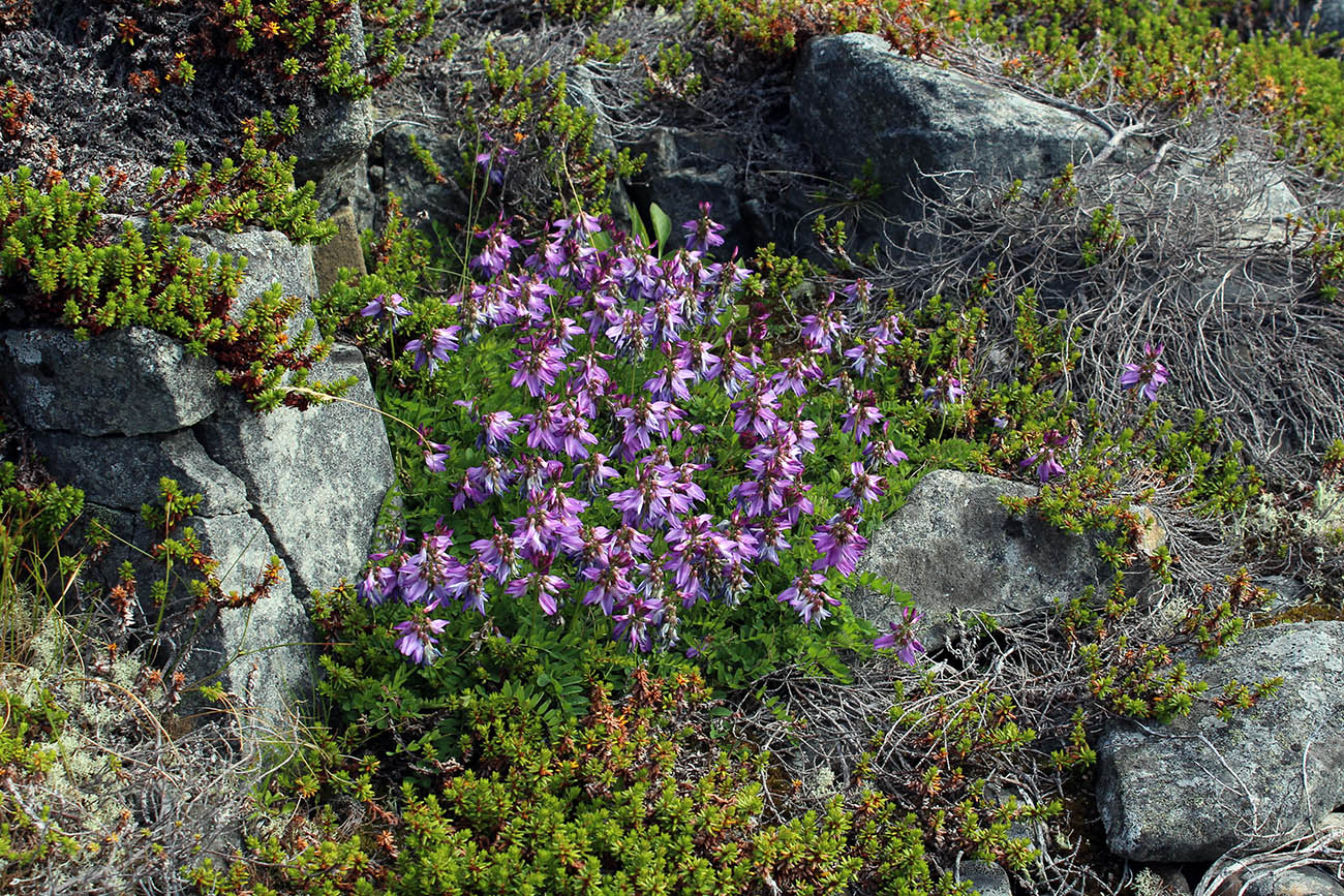 Image of Astragalus subpolaris specimen.