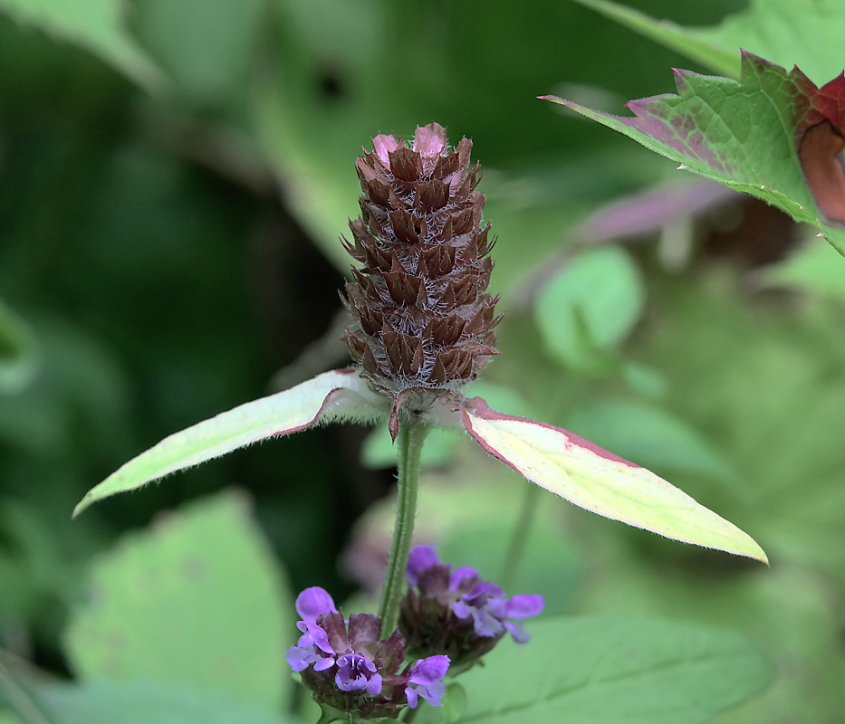 Image of Prunella vulgaris specimen.