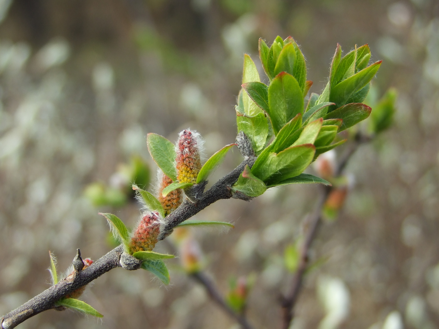 Image of Salix hastata specimen.